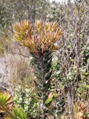 Bejaria