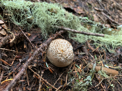 Handkea fumosa