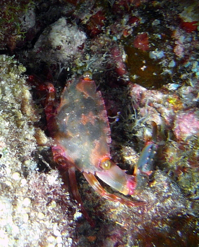 Thalamitoides quadridens observed 2011-11-10