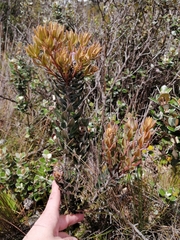 Bejaria