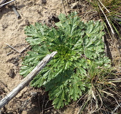 Arctopus echinatus