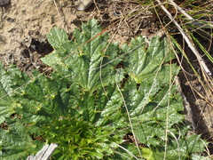 Arctopus echinatus