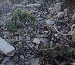 Curio crassulifolius