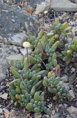 Curio crassulifolius
