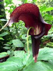 Arisaema filiforme