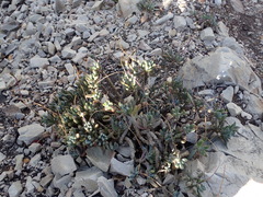 Curio crassulifolius