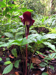 Arisaema filiforme