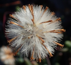 Curio crassulifolius