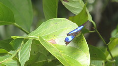 Doxocopa