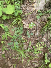 Thalictrum thalictroides