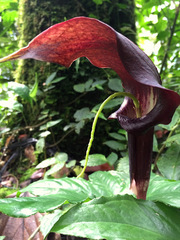 Arisaema filiforme