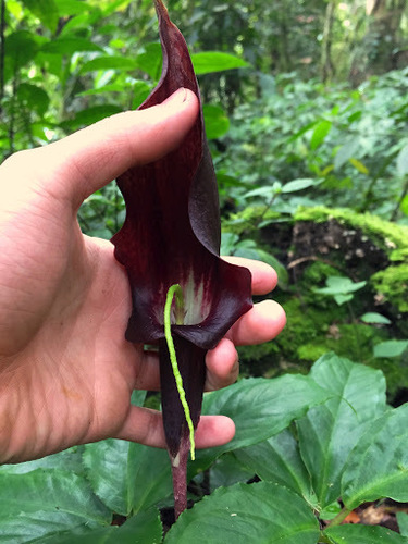 Image of Arisaema Filiforme (Arisaema filiforme) by (c) Jason Alexander, some rights reserved (CC BY)