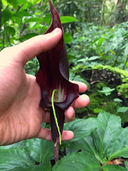 Arisaema filiforme