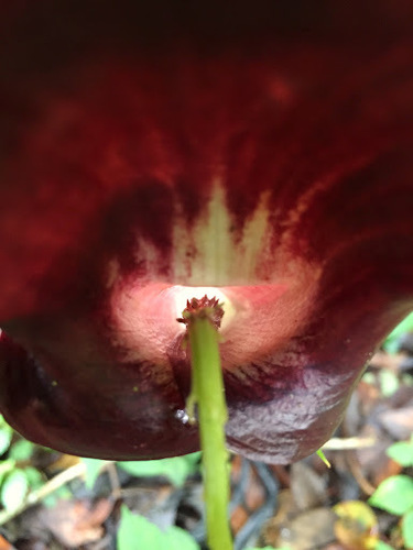 Image of Arisaema Filiforme (Arisaema filiforme) by (c) Jason Alexander, some rights reserved (CC BY)