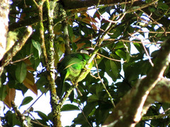 Psilopogon pyrolophus