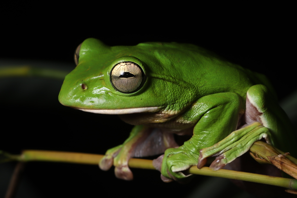Protruded-Vent Treefrog