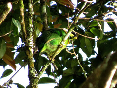 Psilopogon pyrolophus