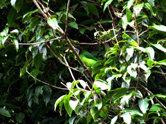 Psilopogon pyrolophus