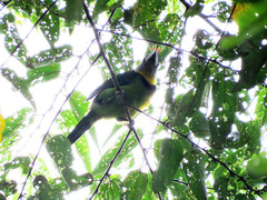 Psilopogon pyrolophus