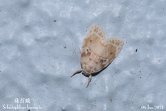 Schistophleps bipuncta