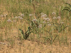 Allium tulipifolium
