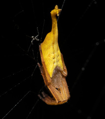Arachnura melanura