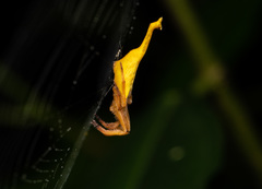 Arachnura melanura