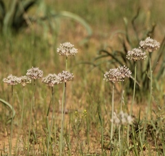 Allium tulipifolium