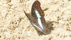 Doxocopa laurentia cherubina
