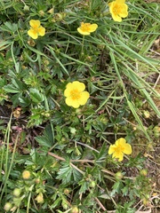 Potentilla erecta