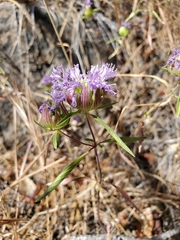 Monardella breweri lanceolata