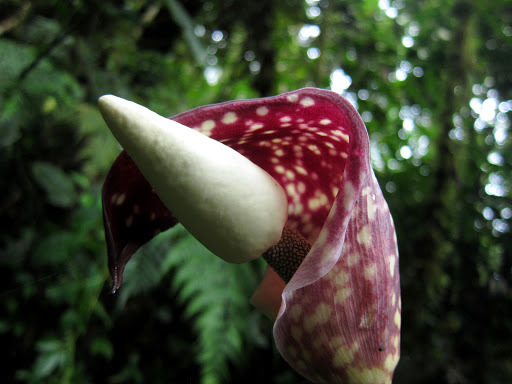 Amorphophallus beccarii