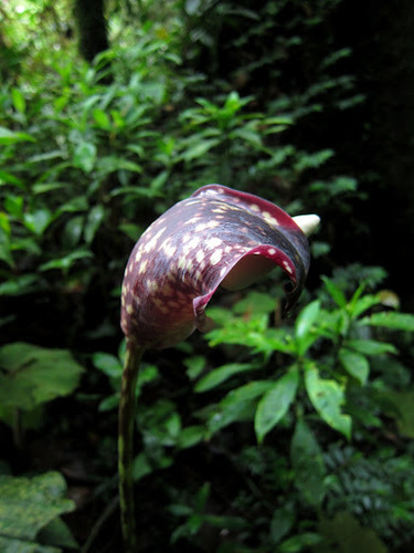 Image of Amorphophallus Beccarii (Amorphophallus beccarii) by (c) Jason Alexander, some rights reserved (CC BY)