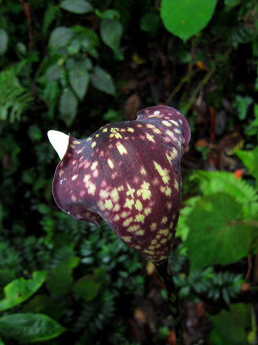 Image of Amorphophallus Beccarii (Amorphophallus beccarii) by (c) Jason Alexander, some rights reserved (CC BY)