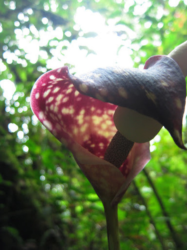 Image of Amorphophallus Beccarii (Amorphophallus beccarii) by (c) Jason Alexander, some rights reserved (CC BY)