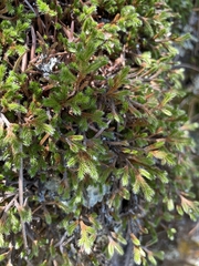 Selaginella weatherbiana
