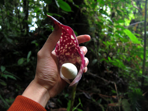 Image of Amorphophallus Beccarii (Amorphophallus beccarii) by (c) Jason Alexander, some rights reserved (CC BY)