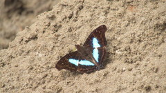 Doxocopa laurentia cherubina