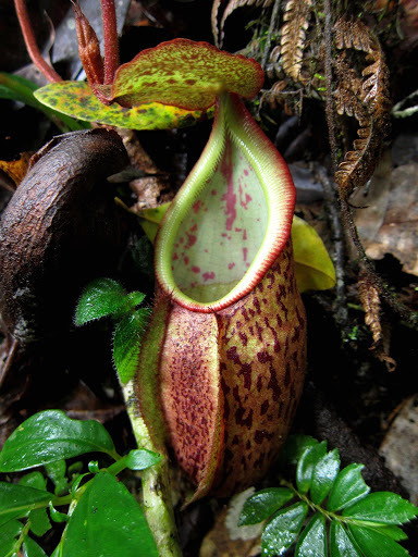Nepenthes pectinata, Jambi, Indonesia