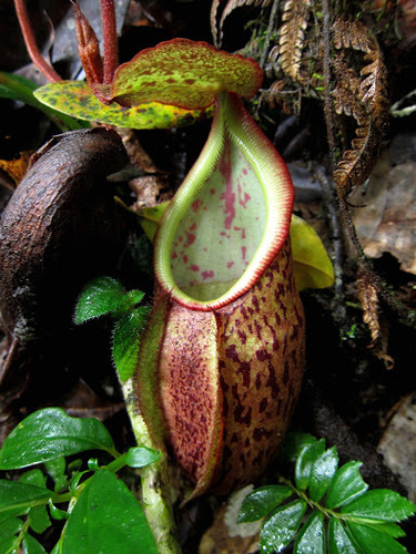 Nepenthes pectinata