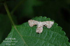 Dysaethria flavistriga