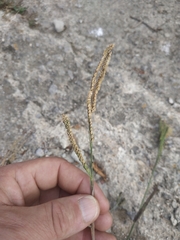Paspalum dilatatum