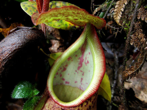 Nepenthes pectinata