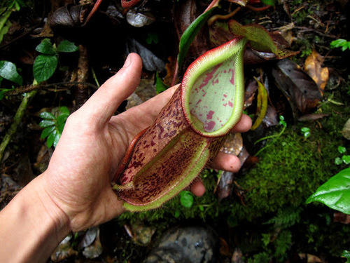 Nepenthes pectinata