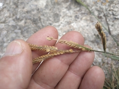 Paspalum dilatatum