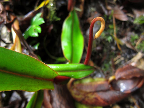 Nepenthes pectinata
