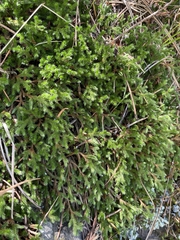 Selaginella weatherbiana