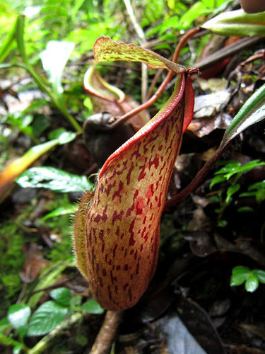 Nepenthes pectinata