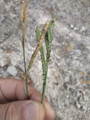 Paspalum dilatatum