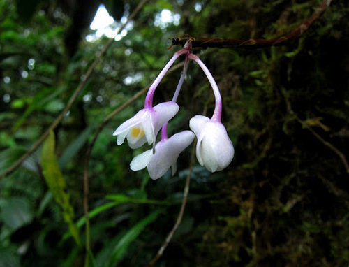 Dendrobium mutabile, photograph 5